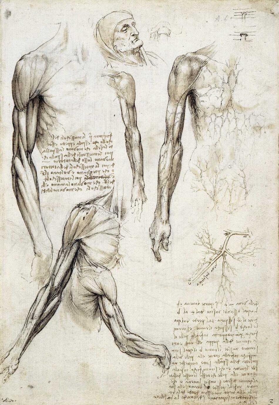 Planche d'études anatomiques de Léonard de Vinci
